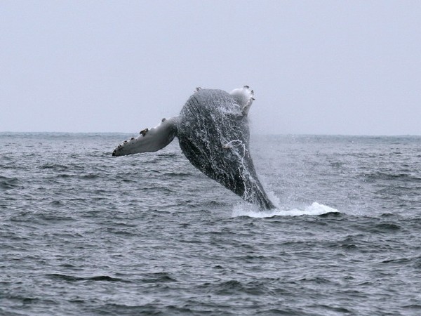 Humpback Whale